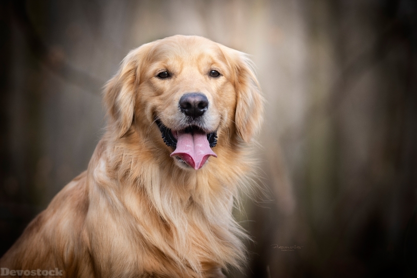 Devostock Animal Dog Golden Retriever Tongue 4K