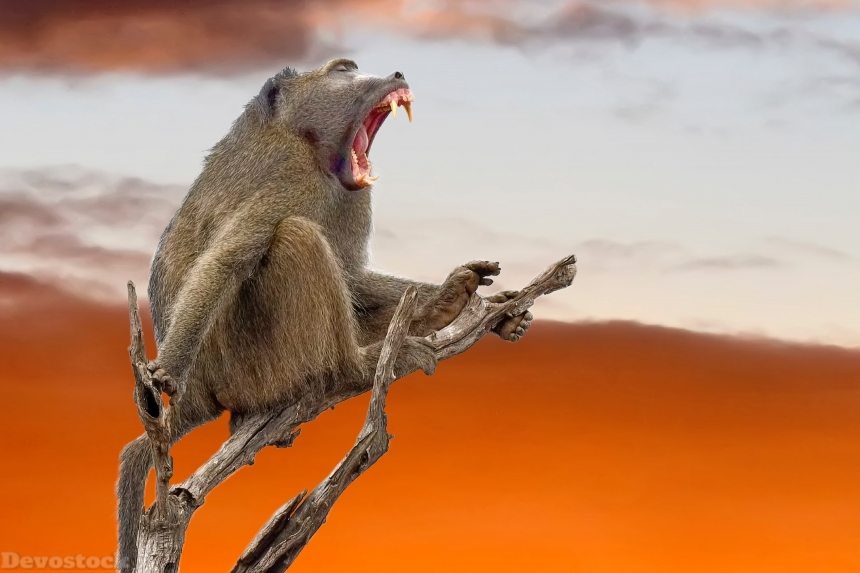 Devostock Animal Monkey Photography Baboon 4k