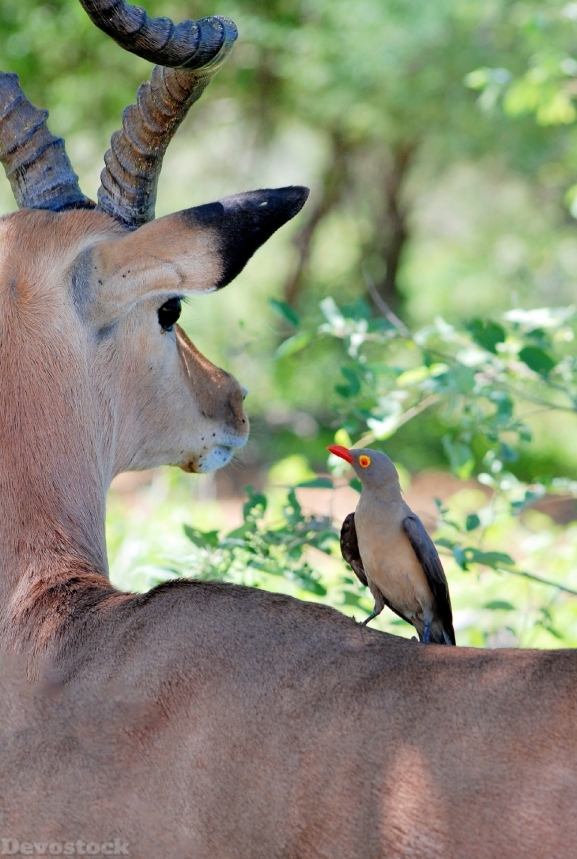 Devostock Animal Photography Animals Avian Antelope 4k