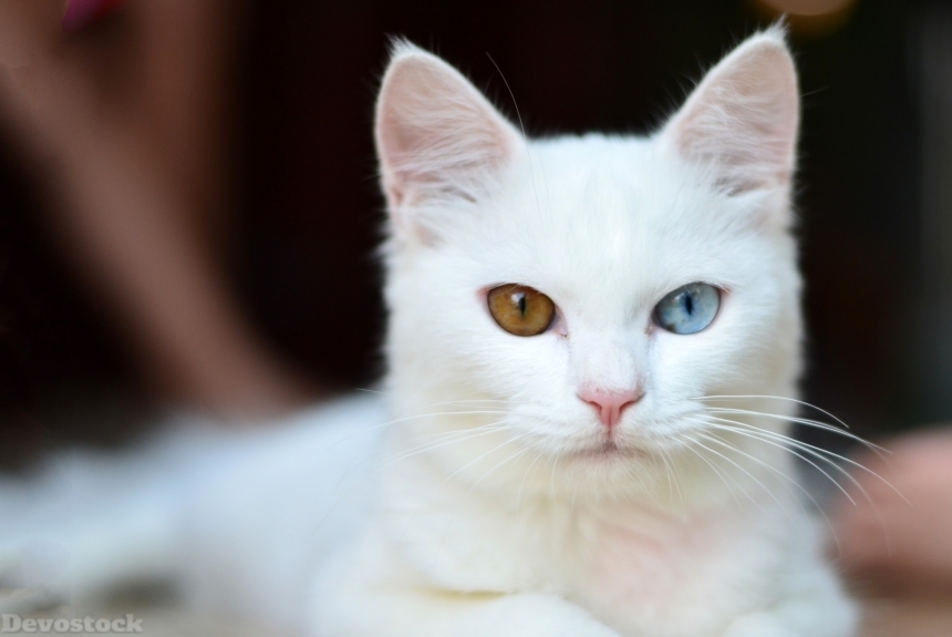 Devostock Animal Rare White Cat Kitten Eyes Different Color Blue Green 4k