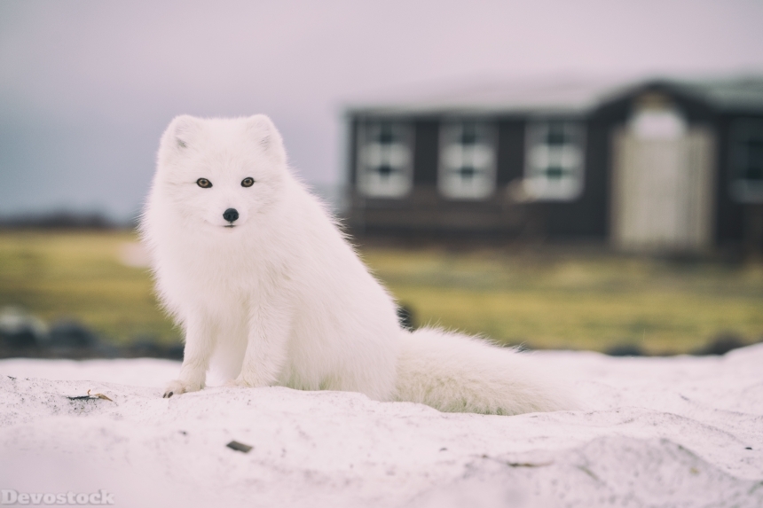 Devostock Animal White Polar Rare Beet Fox Nature 4k