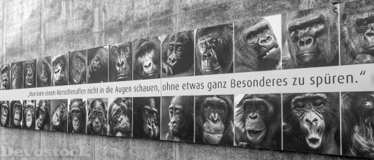 Devostock Ape Art Apes Animals 4K