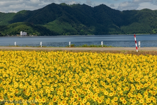 Devostock Beautiful Flowers Sun Yellow Water River 4k