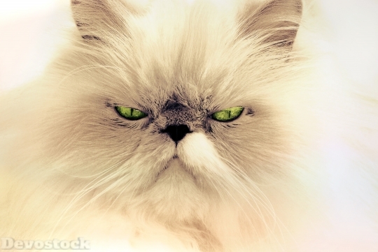 Devostock Cat Animal Cat Portrait 0 4K