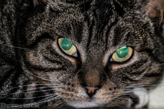 Devostock Cat Eyes Opal Effect 4K