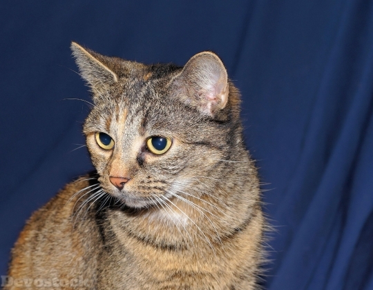 Devostock Cat Female Head Portrait 4 4K