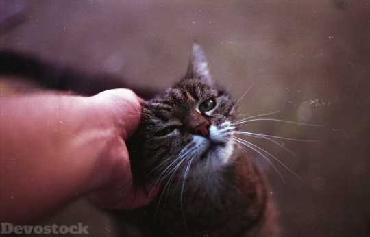 Devostock Cat hand Love Care 4k