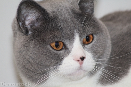 Devostock Cat Portrait Cat Face 0 4K