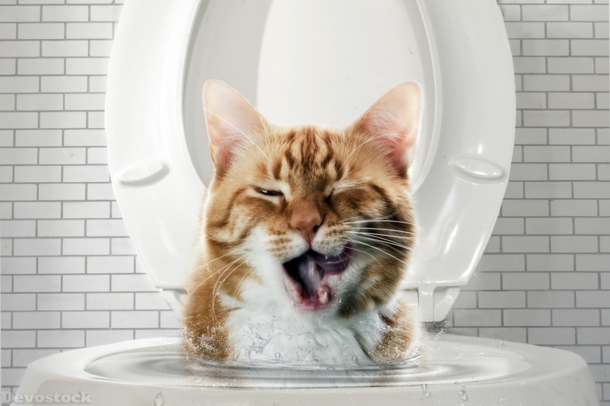 Devostock Cats Toilet Funny Head Animal 4k