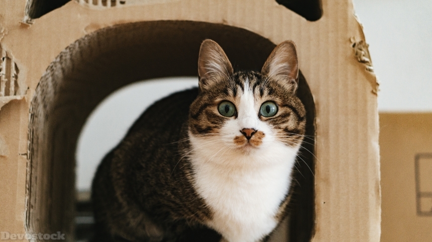 Devostock Cute Cat Carboard 4k
