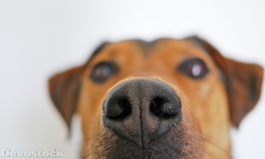 Devostock Dog Snout Nose Sniffing 4K