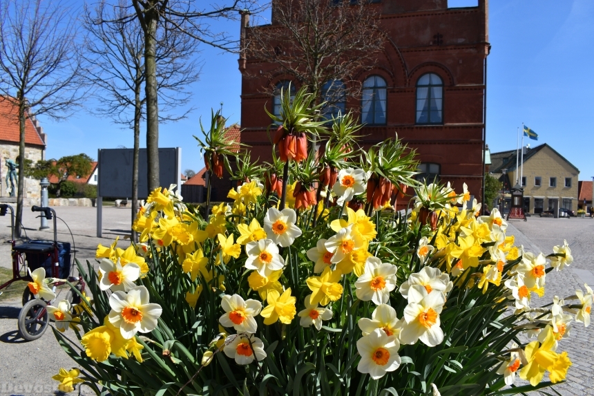 Devostock Exclusive Sweden Nature Skane Simrishamn Spring Colorful Many Flowers Old City 4k