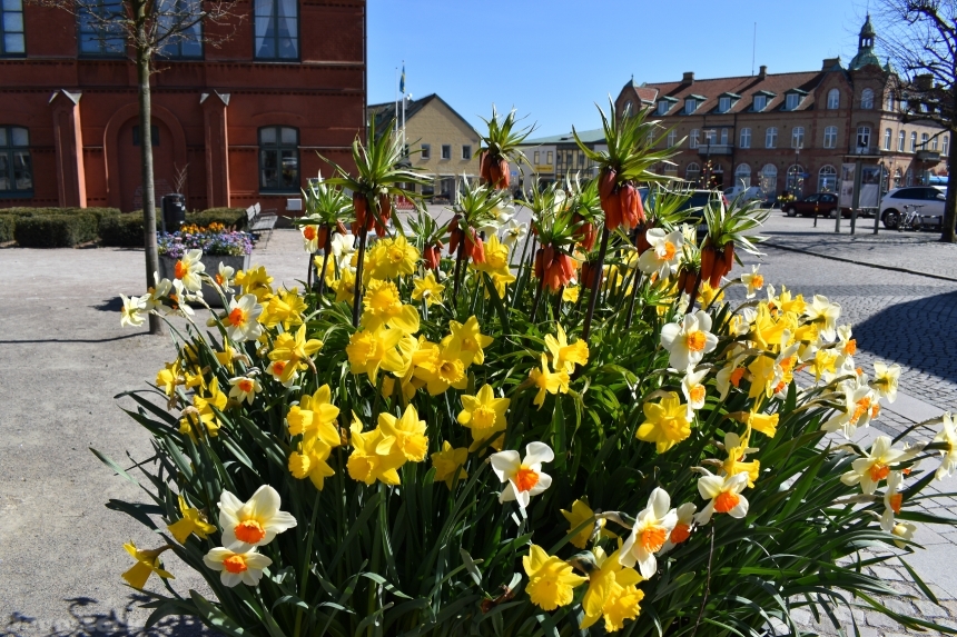 Devostock Exclusive Sweden Nature Skane Simrishamn Spring Colorful Many Flowers Old Square 4k