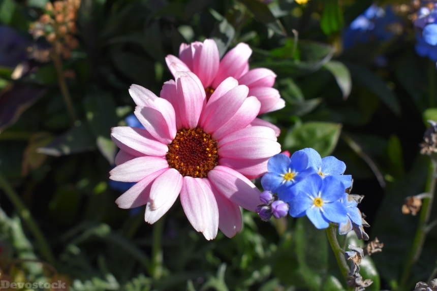 Devostock Exclusive Sweden Nature Skane Simrishamn Spring Flowers Purple Blue 4k