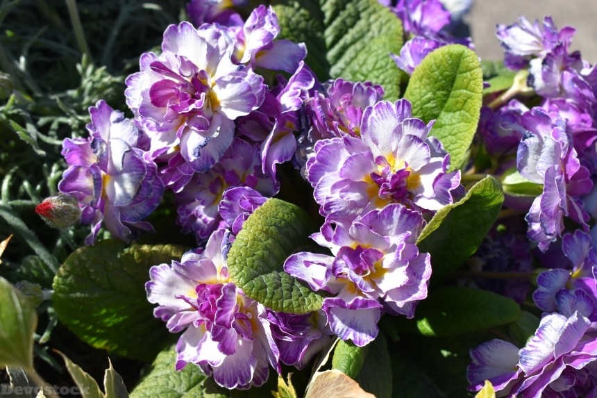 Devostock Exclusive Sweden Nature Skane Simrishamn Spring Small Flowers 4k