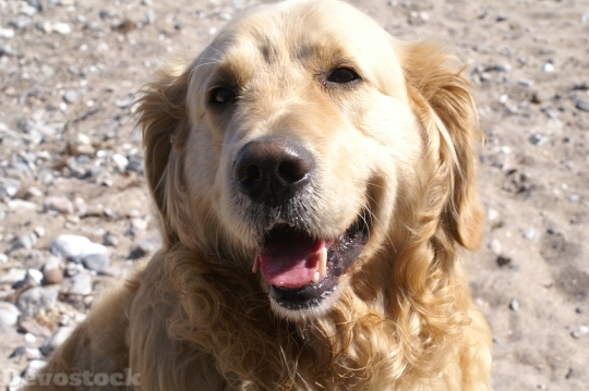 Devostock Golden Retriever Dog Labrador 4K