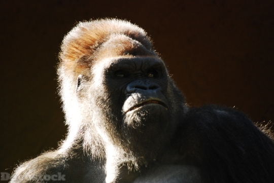 Devostock Gorilla Monkey Animal Ape 4K