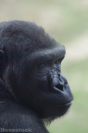 Devostock Gorilla Philadelphia Zoo Animal 4K