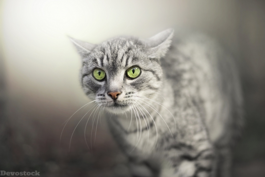 Devostock Green Eyes Cats Glance Snout Whiskers Animal 4k