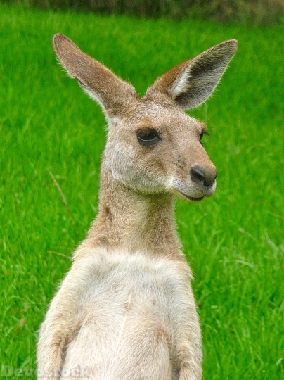 Devostock Kangaroo Expression Cute Face 4K