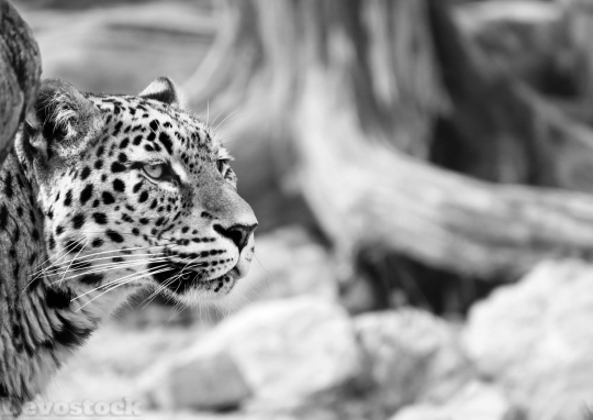 Devostock Leopard Persian Leopard 1625923 4K