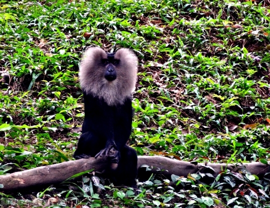 Devostock Lion Tailedm Macaque Forest 4K