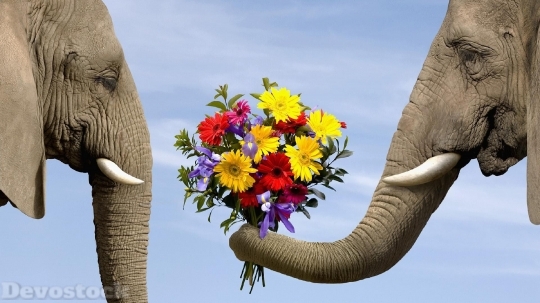 Devostock Love Compassion Elephants Flowers Bouquet 4k