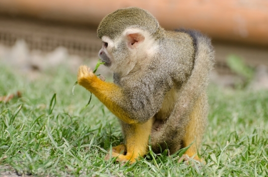 Devostock Monkey Amazon Squirrel Rainforest 2 4K