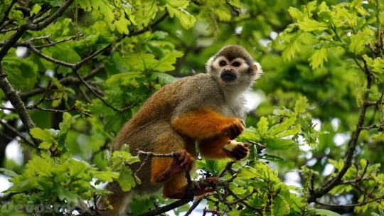 Devostock Monkey Tree Nature Animal 4K