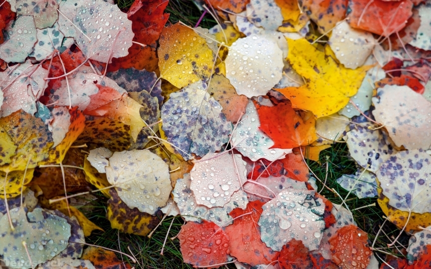 Devostock Nature Autumn Colorful Leaves Water Drops 4k
