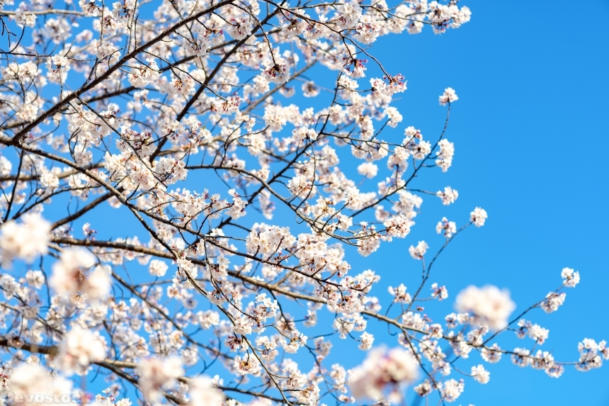 Devostock Nature Blossoms Weather Bloom Cherry White Flowers 4k