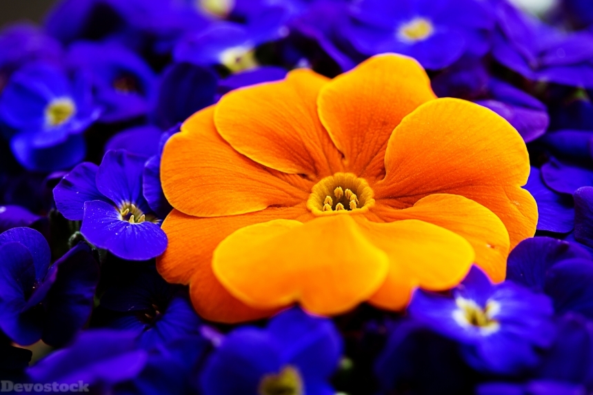 Devostock Nature Colorful Closeup Macro Primula Orange Flowers 4k