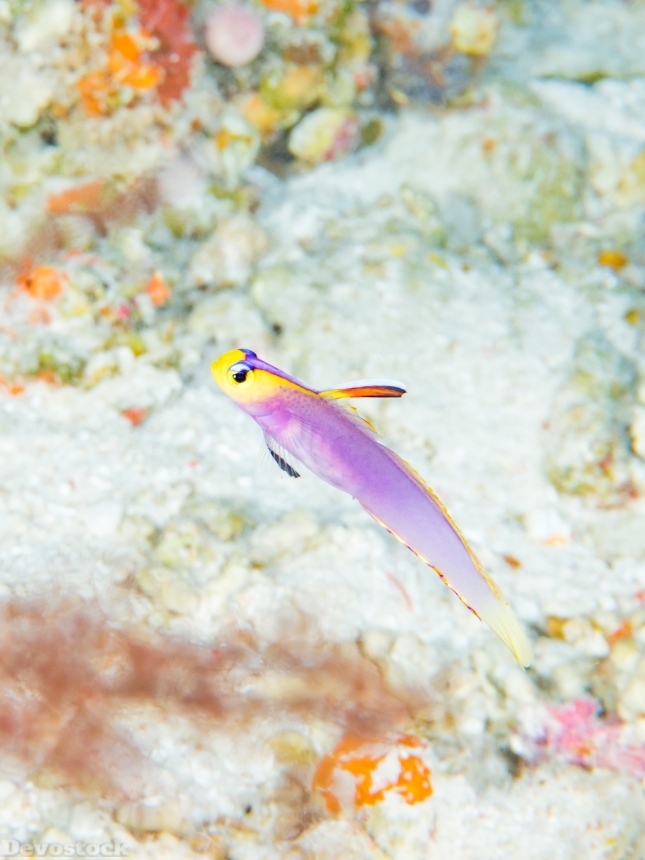 Devostock Nature Colorful Rare Long Fish Water Amazing Stunning 4k