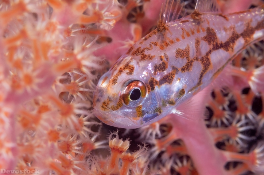 Devostock Nature Deep Under Water Sea Ocean Colorful Fish 4k