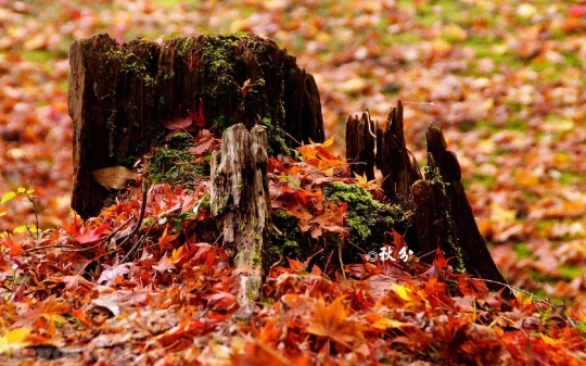 Devostock Nature Falling Autumn Leaves Stem 4k