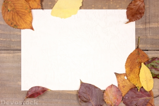 Devostock Nature Frame Autumn Leaves 4k