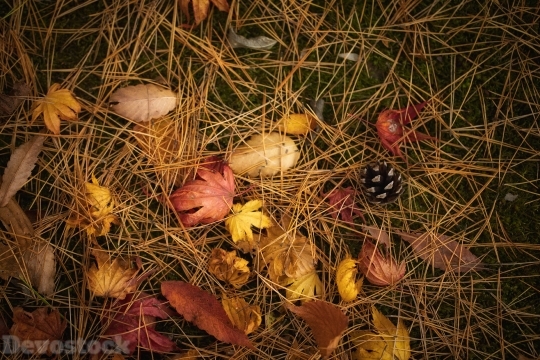 Devostock Nature Leaves Amazing Autumn 4k