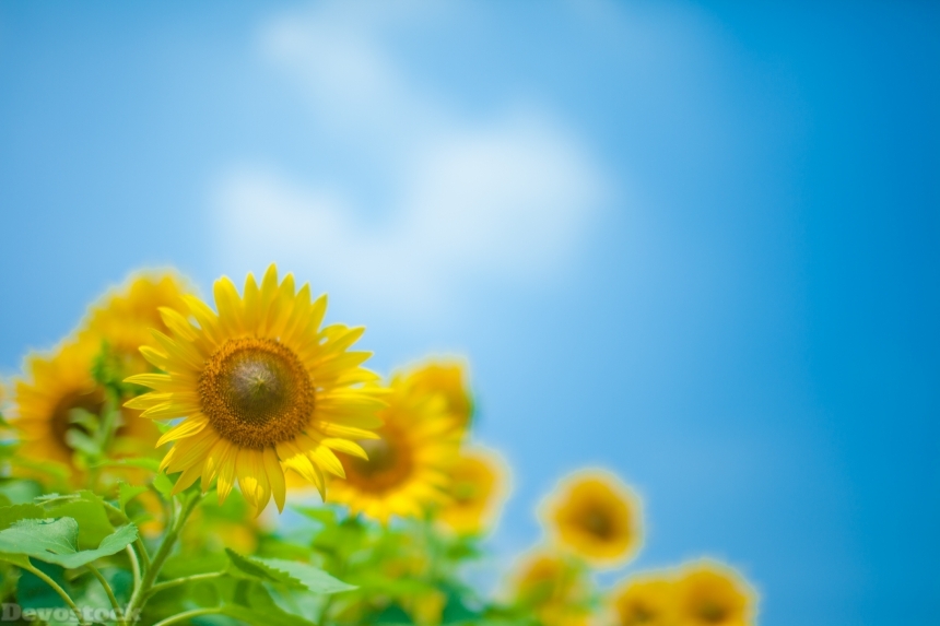 Devostock Nature Outdoor Sunflowers Blue Sky Background Flowers Summer 4k