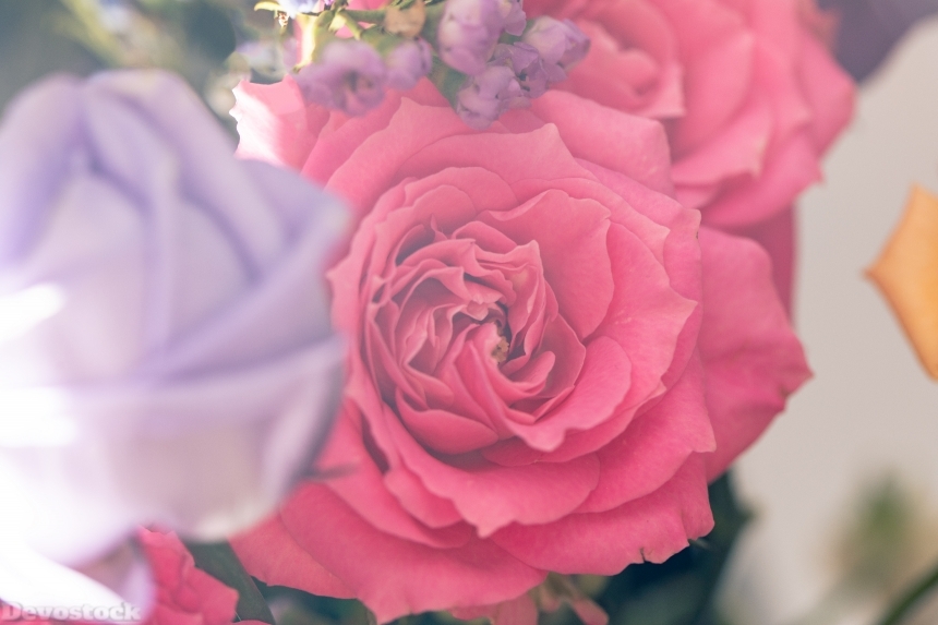Devostock Nature Red Rose Bokeh Love Romance 4k