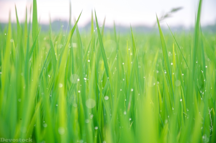 Devostock Nature Rice Grass Field Drop Water 4k