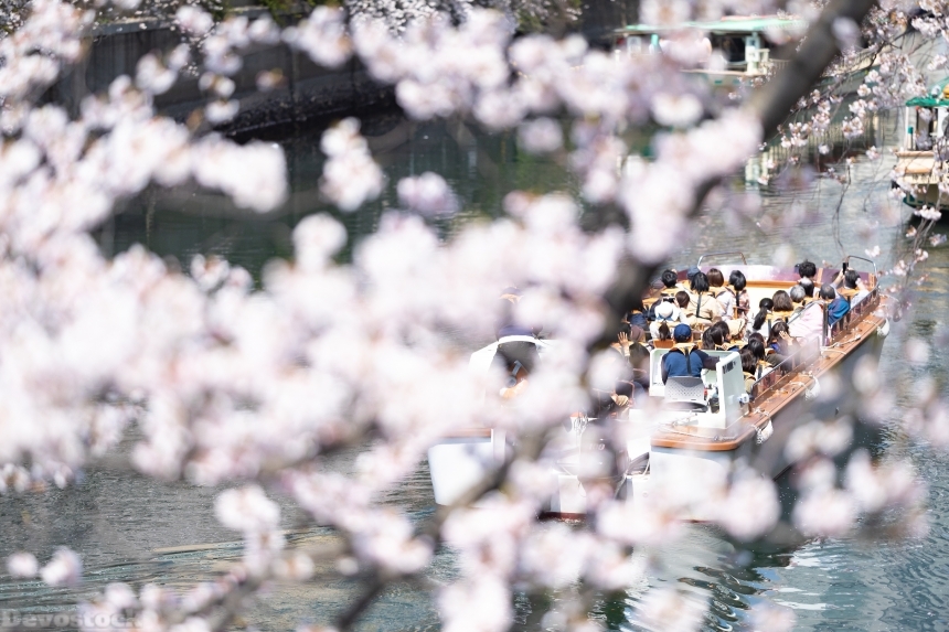 Devostock Nature Students Boat River Cherry White Flowers 4k