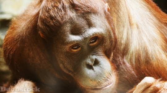 Devostock Orangutan Monkey Ape Primate 1 4K