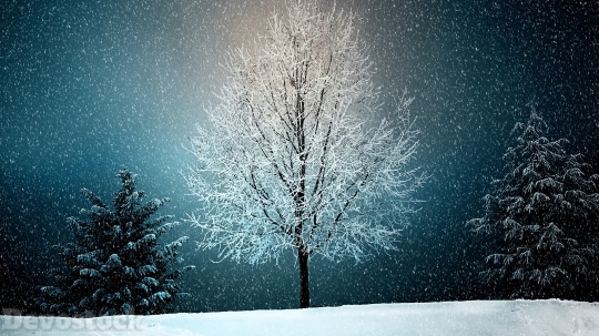 Devostock Outdoor Real Christmas Tree White Snow 4k