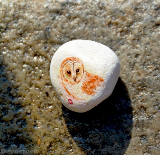 Devostock Owl Bird Stone Rock 4K