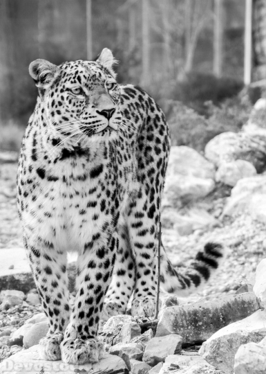 Devostock Persian Leopard Leopard 1625943 4K