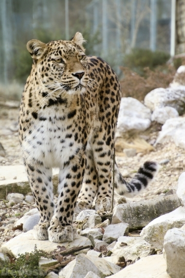 Devostock Persian Leopard Leopard 1660304 4K