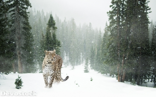 Devostock Persian Leopard Leopard Snow 4K