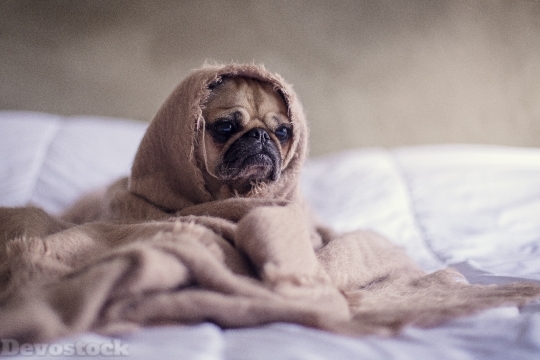 Devostock Pug Dog Blanket Bed 4K