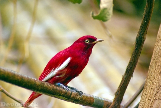 Devostock Rare Red Colorful Bird Nature Tree 4k