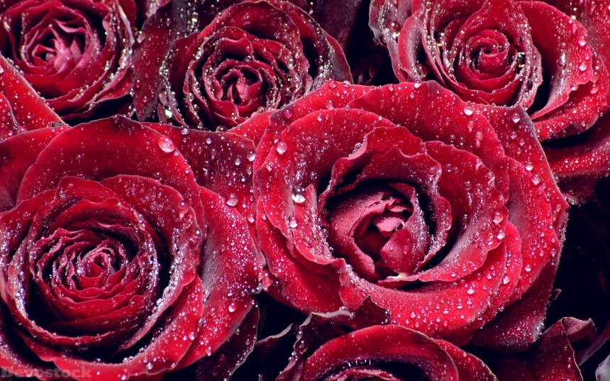 Devostock Roses Closeup Red Drops 4K